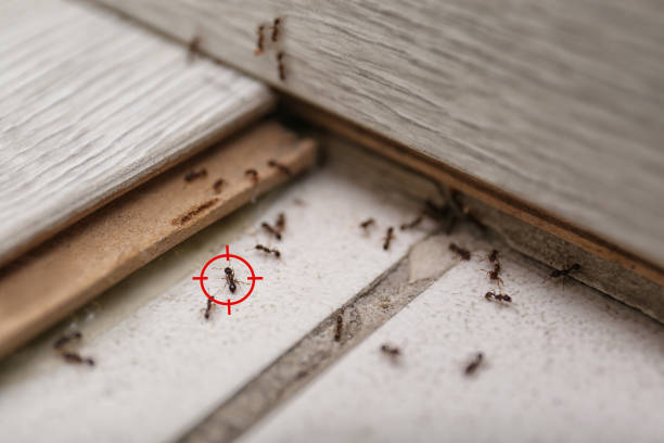 Best Rat Extermination Near Me  in Marine, IL