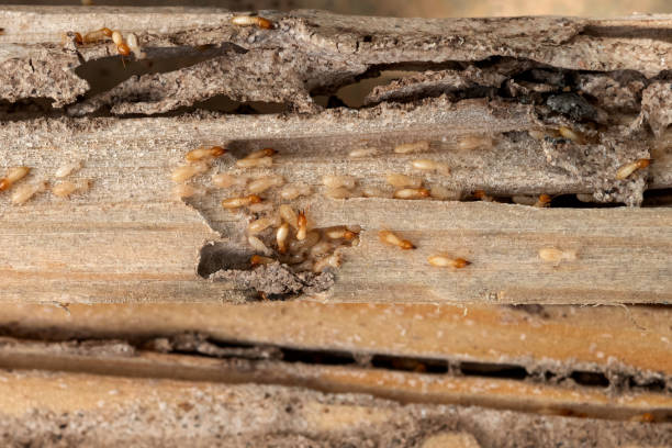 Best Cockroach Control Services  in Marine, IL