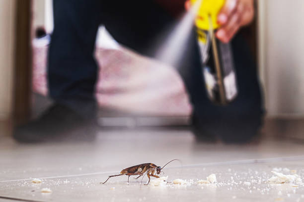 Best Local Pest Control Services  in Marine, IL