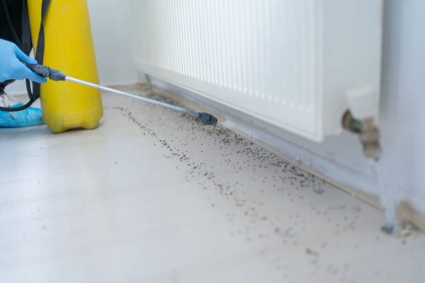 Best Termite Control Services  in Marine, IL